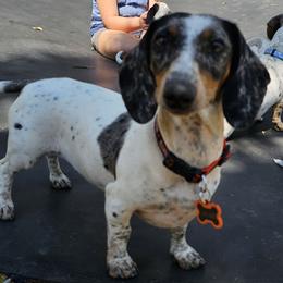 Lady bird or Laylay - Dachshund