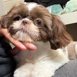 Diamond - Liver and white female Shih Tzu puppy in Coolidge, Arizona from 🌗 New Moon Shih Tzu 🌗