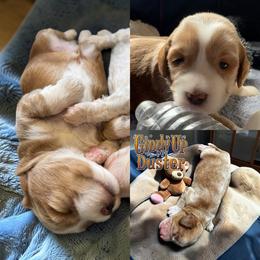 Duster - Apricot male Goldendoodle puppy in Henrico, Virginia from Paws 4 Doodles, LLC