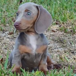 Copper - Fawn (isabella) and tan male Dachshund puppy in West Palm Beach, Florida from ThePuppyVille