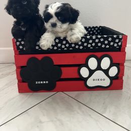 Shih Tzu Puppies from Riley Family Kennel