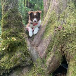 Border Collie and Nova Scotia Duck Tolling Retriever Puppies from Avatar