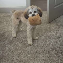 Aussiedoodle, Miniature Australian Shepherd, and Toy Australian Shepherd All Grown Up from Cotton Country Kennels