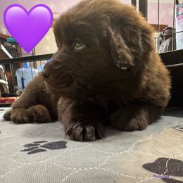 Marie - Brown female Newfoundland puppy in New Paris, Ohio from Beatty Newfies