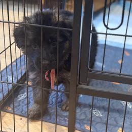 Pink collar girl - Black and red female German Shepherd puppy in Wyoming, Michigan from Big Jones Kennels