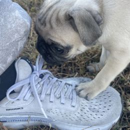 Evelyn (green) - Fawn female Pug puppy in Hanover, Virginia from Pure Pugs