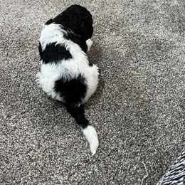 Aussiedoodle and Poodle Puppies from Covington Acres