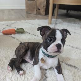 Boston Terrier Puppies from Boston Kup Breeders