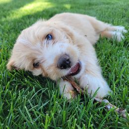 Agatha - Apricot Assorted Doodle Crosses puppy in Blackfoot, Idaho from Lucky Pup Meadows