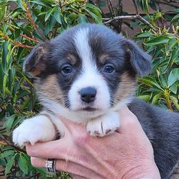 Bluie boy 1 - Gray and white male American Corgi puppy in Hampton, Tennessee from TC Farms Stock Dogs - Miniature Australian Shepherds