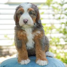 Melanie - Merle female Bernedoodle puppy in Dundee, Ohio from Down Home Doodle