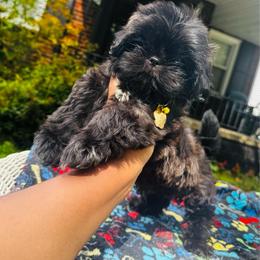 Jojo - Black male Shih Tzu puppy in Detroit, Michigan from Friends4everkennel LLC
