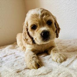 Ethan - Buff male Cocker Spaniel puppy in Santa Ana, California from American Cocker Spaniel