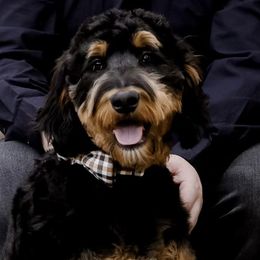 Bernedoodles, Golden Aussiedoodles, and Goldendoodles from Vallevistadoodles