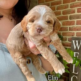 Elm - Cream male Cockapoo puppy in Denver, Pennsylvania from Greenview Puppies