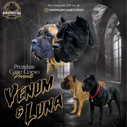 Boy 1 - Black male Cane Corso puppy in San Jacinto, California from Premium Cane Corso