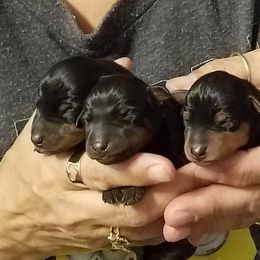 Miniature Pinscher Puppies from Sidels Miniature Pinscher