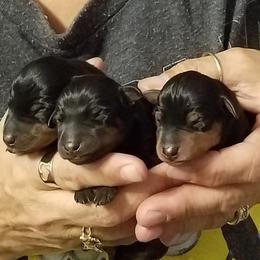 Miniature Pinscher Puppies from Sidels Miniature Pinscher