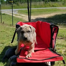 Great Dane Puppies from Big Friendly Great Danes
