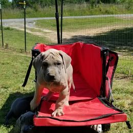 Great Dane Puppies from Big Friendly Great Danes