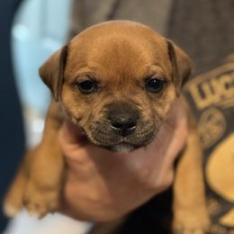 Twix - Red male Staffordshire Bull Terrier puppy in Monroe, Georgia from Irresistibull Staffords