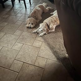 Goldendoodle and Golden Retriever All Grown Up from ZuGolden Retrievers
