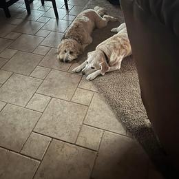 Goldendoodle and Golden Retriever All Grown Up from ZuGolden Retrievers