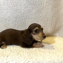 Porsche - Chocolate and cream female Dachshund puppy in Stilwell, Oklahoma from Mountain Top Dachshunds