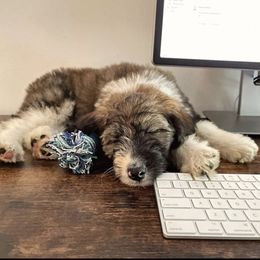 Aussiedoodle and Australian Shepherd Puppies from Dark Water Standards