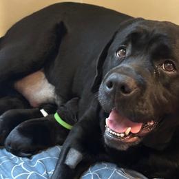 Labrador Retriever puppies from Tripp Labradors