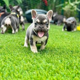 French Bulldog Puppies from Novastar French Bulldogs