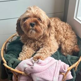 Tilly - Cavapoo