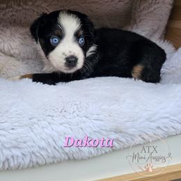 Dakota - Black tri female Toy Australian Shepherd puppy in Austin, Texas from ATX Mini Aussies