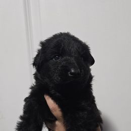 Girl 1 - Black female German Shepherd puppy in Ocala, Florida from Guardian Shepherds