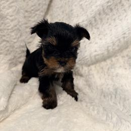 German Shepherd and Yorkshire Terrier Puppies from Von Kingsburg Shepherds