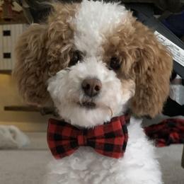 Cockapoos and Poodles from Kathy Maize