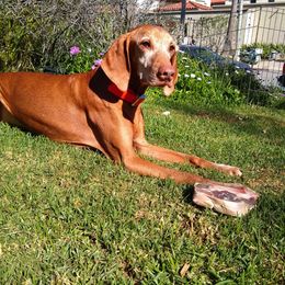Vizsla All Grown Up from Betty's Vizslas