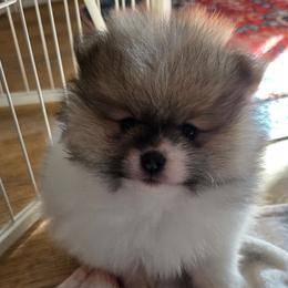 AKC Garrison Fawn Sable Parti - Cream sable parti male Pomeranian puppy in Gloversville, New York from ADKPOM Adirondack Pomeranians