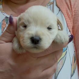 Gracie - Wheaten female Miniature Schnauzer puppy in Hull, Georgia from Ardent Miniature Schnauzers of Athens