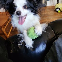 Charlie - Papillon