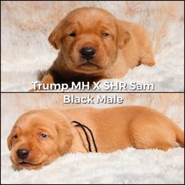 German Shorthaired Pointer and Labrador Retriever Puppies from LL Gun Dogs, LLC