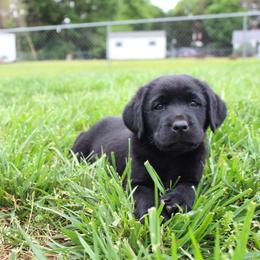 Labrador Retriever Puppies from GFD Kennels