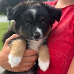 KIX BROOKS - COUNTRY LEGENDS - Black tri male Toy Australian Shepherd puppy in Syracuse, Indiana from Klenke Toy Aussies