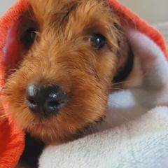 Irish Doodles from Brilliant Breeds