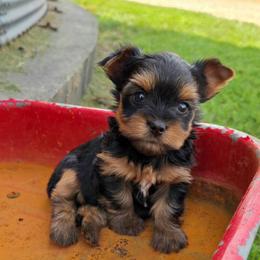 Mia - Blue and gold female Yorkshire Terrier puppy in Monticello, Iowa from Ashley’s Puppies