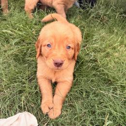 AKC black collar boy - Dark golden male Golden Retriever puppy in Joshua, Texas from 3 Gun Retrievers