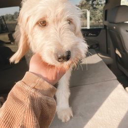 Goldendoodle and Poodle All Grown Up from Southern Tide Poodles & Doodles