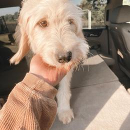 Goldendoodle and Poodle All Grown Up from Southern Tide Poodles & Doodles