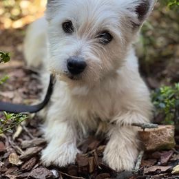Susie - West Highland White Terrier