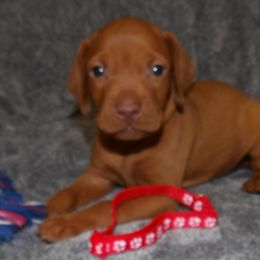 Vizsla Puppies from Roz Vizslas